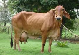 Kushi A2 Milk